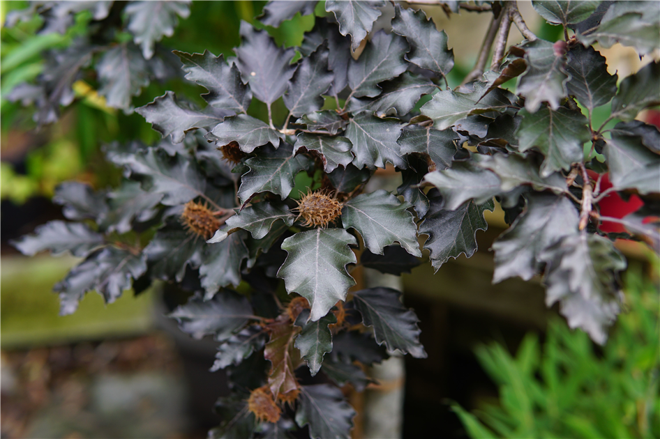 Fagus sylvatica 'Rohan Weeping'