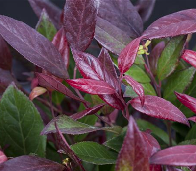 Leucothoe walteri 'Scarletta'®