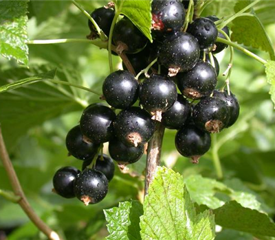 Ribes nigrum 'Ben More' CAC