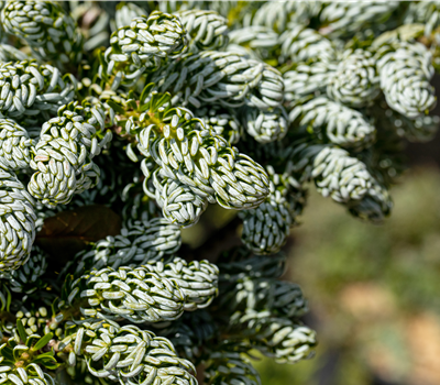 Abies koreana 'Kohout's Icebreaker'