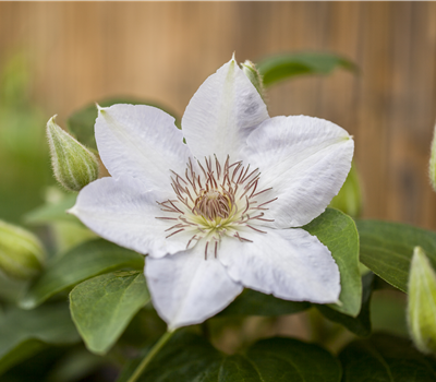 Clematis 'Valge Daam'