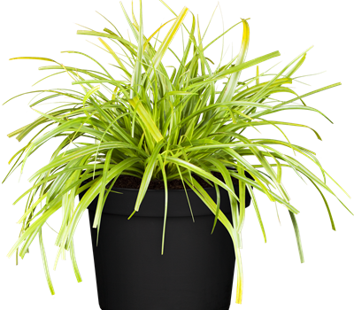 Carex oshimensis 'Evergreen'