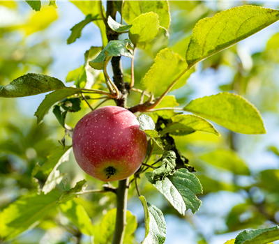 Malus domestica Kaiser Wilhelm