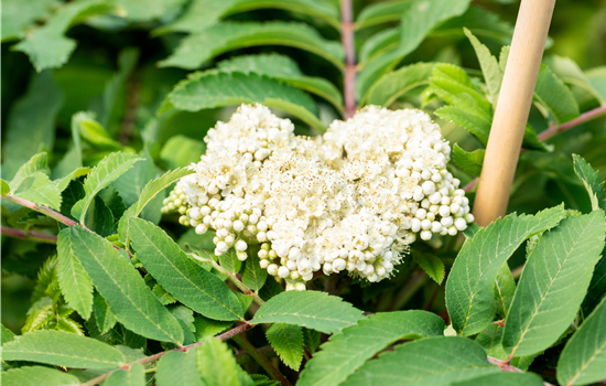 Lonicera periclymenum 'Serotina'