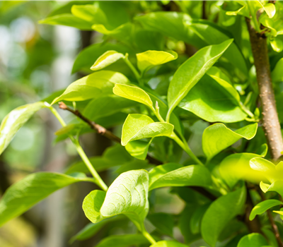 Diospyros kaki 'Vaniglia'