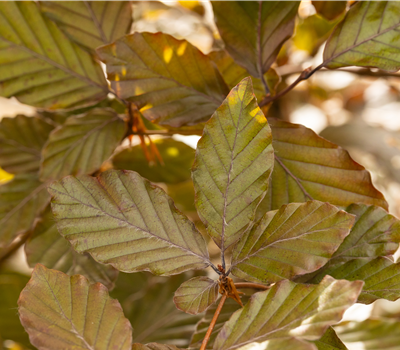Fagus sylvatica 'Purpurea'