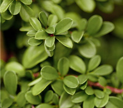 Cotoneaster d. 'Frieders Evergreen'