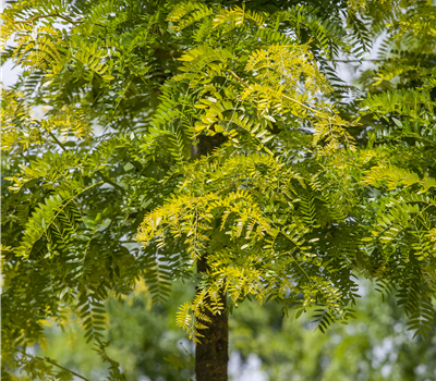 Gleditsia triac. 'Sunburst'