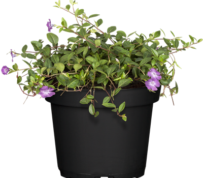 Vinca minor 'Rubra'