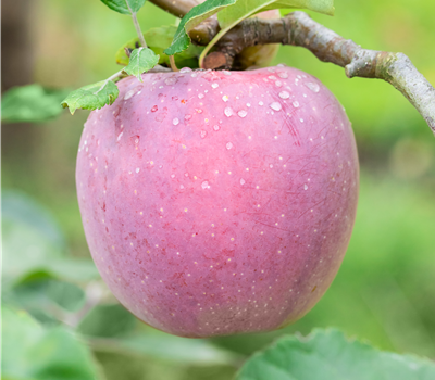 Malus domestica 'Florina' CAC