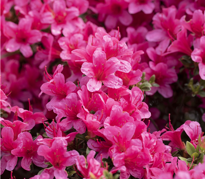 Rhododendron obt.'Drapa'
