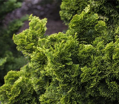 Chamaecyparis obtusa 'Nana Aurea'