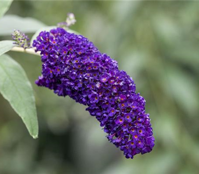 Buddleja davidii 'Black Knight'