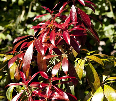 Pieris japonica 'Forest Flame'