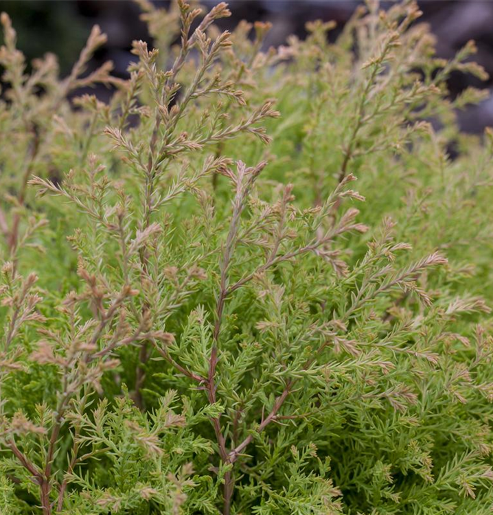 thuja smaragd richtig pflegen Thuja 