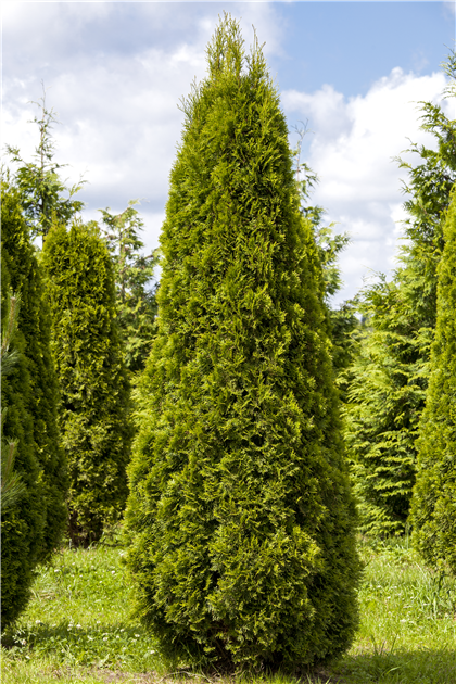 Thuja occidentalis 'Smaragd'