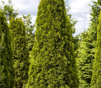 Thuja occidentalis 'Smaragd'