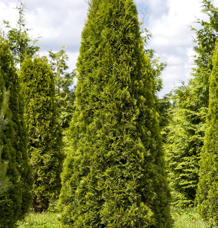 Thuja occidentalis 'Smaragd'