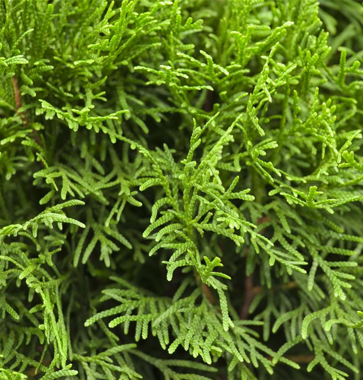 thuja ebay Thuja occi 'Jantar'