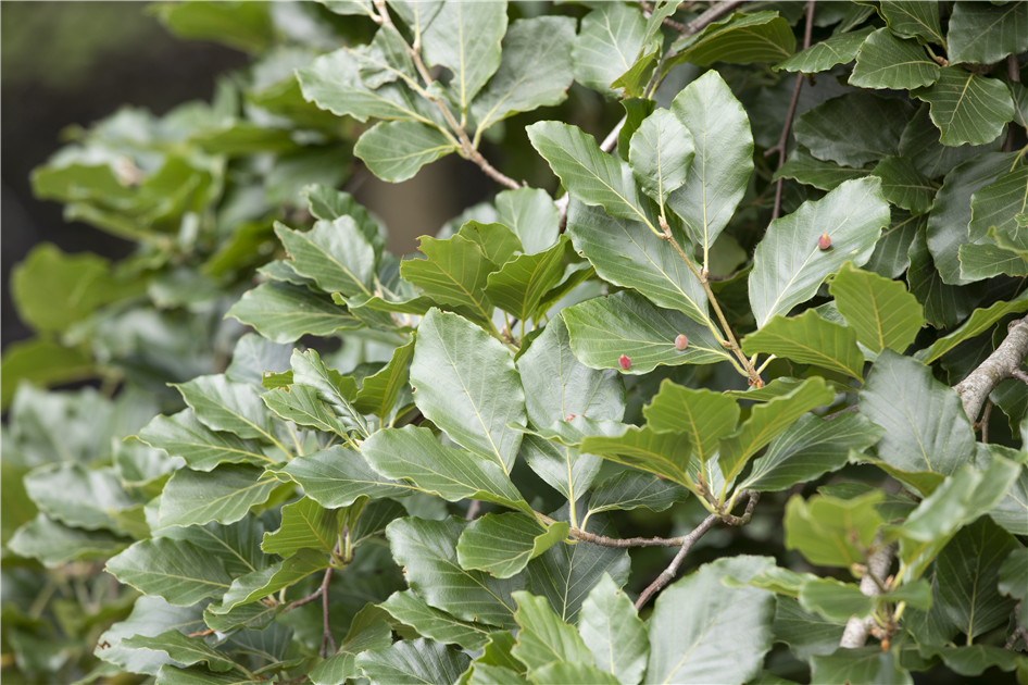 Fagus sylvatica 'Tortuosa'