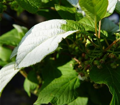 Actinidia kolomikta