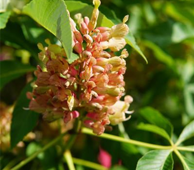 Aesculus pavia 'Koehnei'