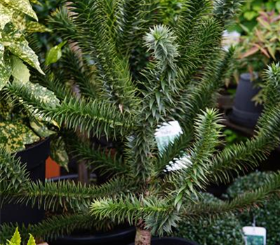 Araucaria araucana