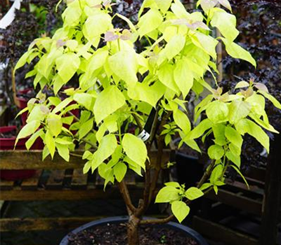 Catalpa bignonioides 'Aurea'