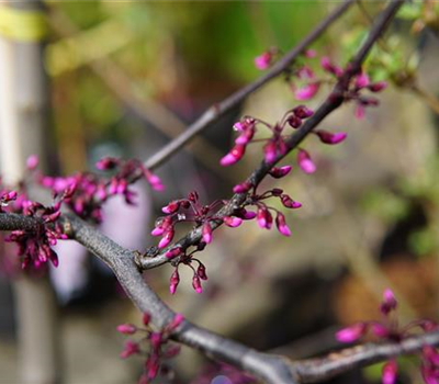 Cercis canadensis 'Forest Pansy'