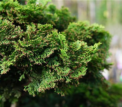 Chamaecyparis obtusa 'Nana Gracilis'