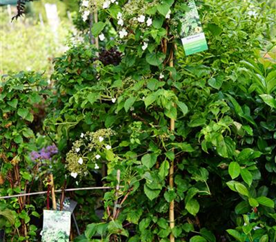 Hydrangea petiolaris