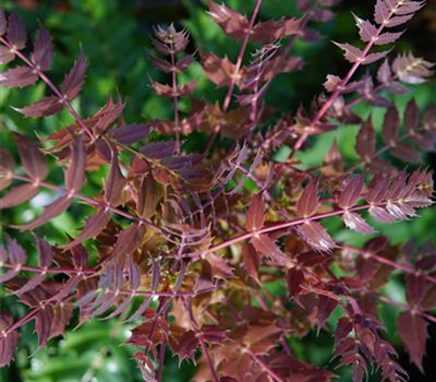 Mahonia media 'Winter Sun'