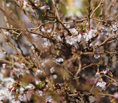 Prunus incisa 'Kojou-no-mai'