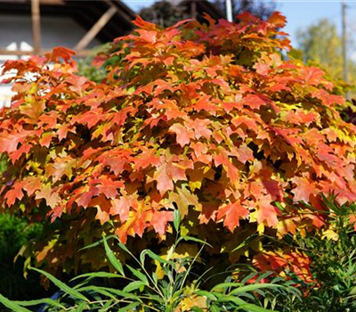 Quercus palustris 'Green Dwarf'
