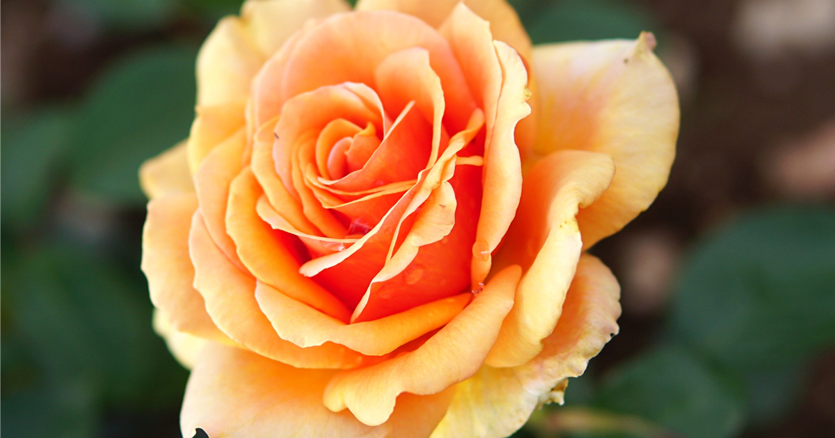 Rosa 'Ashram' -R- TH