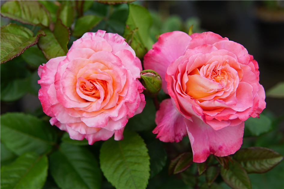 Rosa 'Augusta Luise'