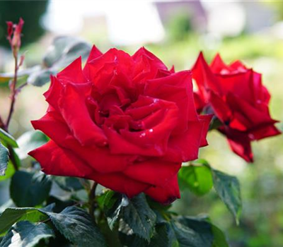 Rosa 'Grande Amore' -R- TH