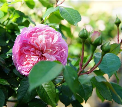 Rosa 'Kurfürstin Sophie' -R- BT