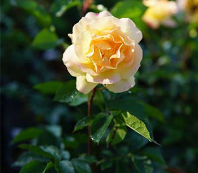Rosa 'Lampion' BT