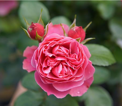 Rosa 'Leonardo da Vinci' -R- BT