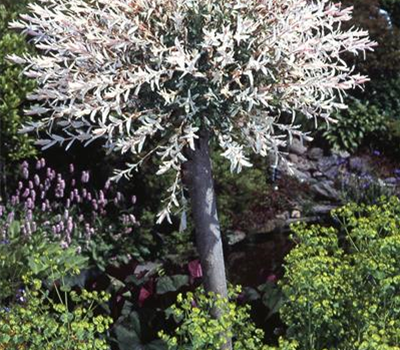 Salix integra 'Hakuro Nishiki'