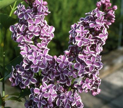 Syringa vulg.'Sensation'