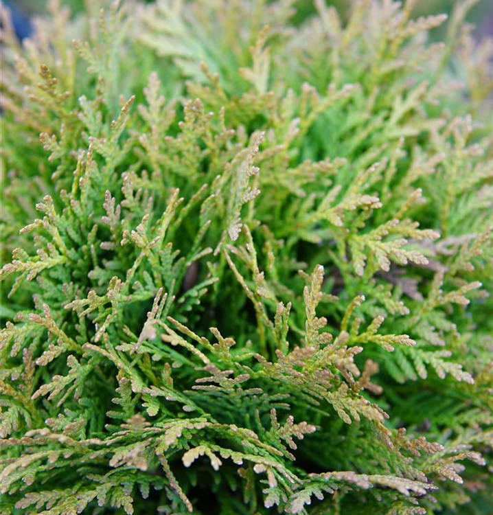 Thuja occidentalis 'Danica'