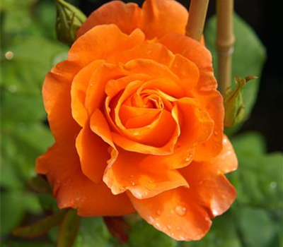 Rosa 'Orange Dawn' -R- KL
