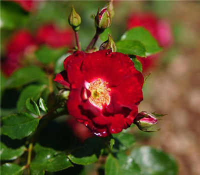 Rosa 'Lovita'2014 -R- BT