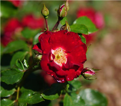 Rosa 'Lovita'2014 -R- BT