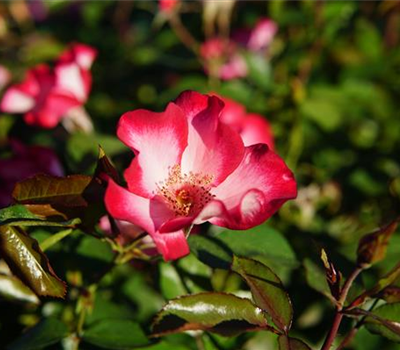 Rosa 'Pretty-R- Kiss' STR