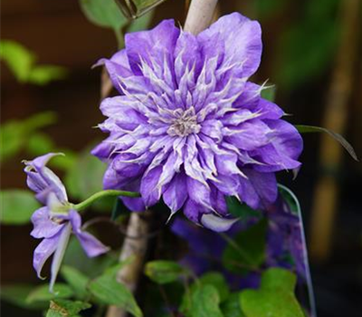 Clematis 'Multi Blue'