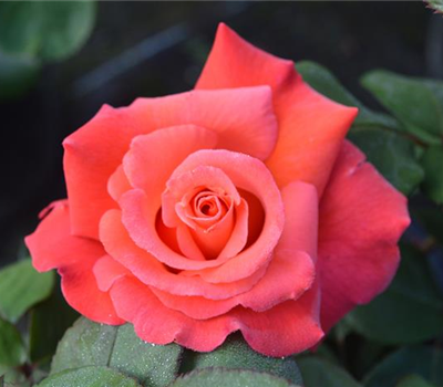 Rosa 'Christoph Columbus' -R- TH