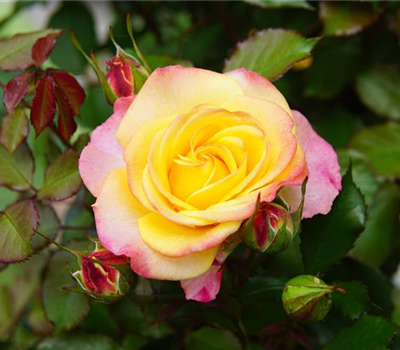 Rosa 'Flaming Star' -R- TH